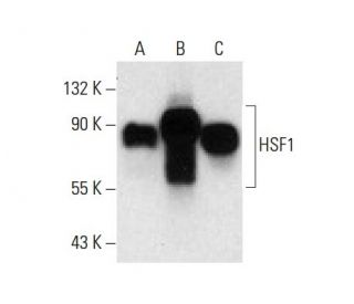 Anti-HSF1 Antibody (E-4) | SCBT - Santa Cruz Biotechnology