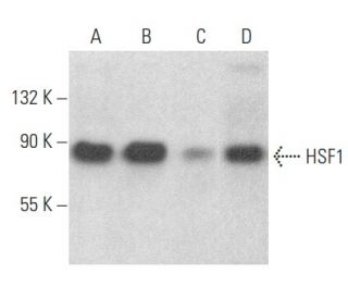 western blotting image from recommended HSF1 (E-4) monoclonal antibody replacement. Image 353982
