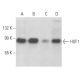 western blotting image from recommended HSF1 (E-4) monoclonal antibody replacement. Image 353982