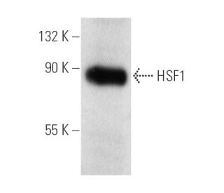 HSF1 Antibody (C-5) - Western Blotting - Image 1252