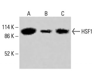 HSF1 Antibody (C-9) - Western Blotting - Image 415279 