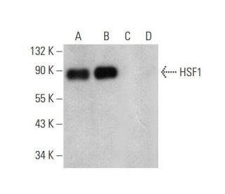 HSF1 Antibody (A-7) - Western Blotting - Image 352585