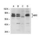 western blotting image from recommended HSF2 (G-11) monoclonal antibody replacement. Image 18286
