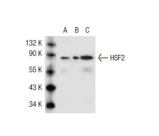 HSF2 Antibody (3E2) - Western Blotting - Image 40623
