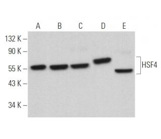 HSF4 Antibody (A-12) - Western Blotting - Image 371543 