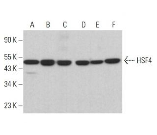 HSF4 Antibody (A-12) - Western Blotting - Image 382655 
