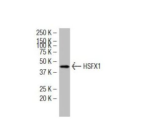 HSFX1 Antibody (5B12) - Western Blotting - Image 34423 