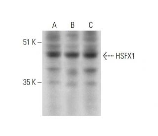 HSFX1 Antibody (D-12) - Western Blotting - Image 331206
