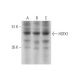 HSFX1 Antibody (D-12) - Western Blotting - Image 331206