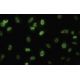 HSGT1 Antibody (RZ-17) - Immunofluorescence - Image 35472