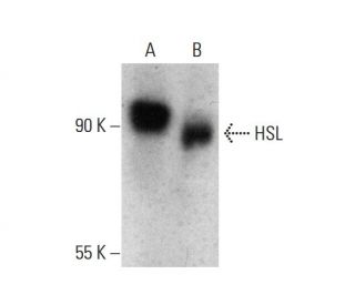 western blotting image from recommended HSL (G-7) monoclonal antibody replacement. Image 387391