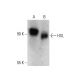 western blotting image from recommended HSL (G-7) monoclonal antibody replacement. Image 387391