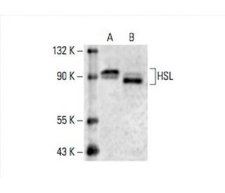 HSL Antibody (G-7) - Western Blotting - Image 392892