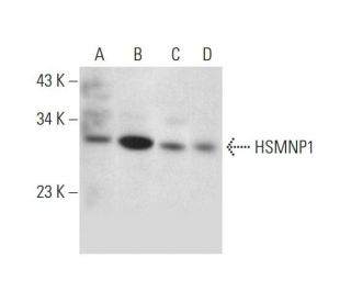HSMNP1 Antibody (C-9) - Western Blotting - Image 326518 