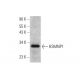 HSMNP1 Antibody (C-9) - Western Blotting - Image 346621 