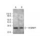 HSMNP1 Antibody (C-9) - Western Blotting - Image 385282