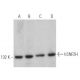 western blotting image from recommended hSNF2H (D-10) monoclonal antibody replacement. Image 358994