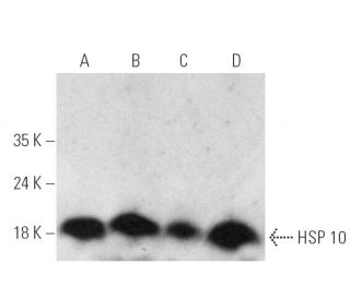 western blotting image from recommended HSP 10 (D-8) monoclonal antibody replacement. Image 389370
