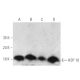 western blotting image from recommended HSP 10 (D-8) monoclonal antibody replacement. Image 389370