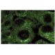 HSP 105 Antibody (21) - Immunofluorescence - Image 60613
