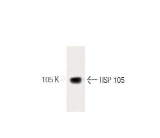 HSP 105 Antibody (21) - Western Blotting - Image 60321 