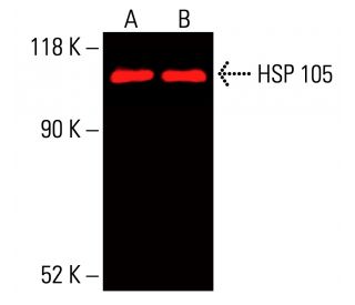 HSP 105 Antibody (B-7) - Western Blotting - Image 416197 