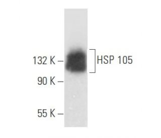 western blotting image from recommended HSP 105 (B-7) monoclonal antibody replacement. Image 356135