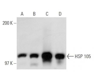 HSP 105 Antibody (B-7) - Western Blotting - Image 19565