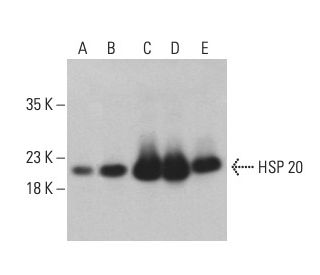 HSP 20 Antibody (B-6) - Western Blotting - Image 401185 
