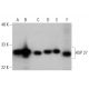 western blotting image from recommended HSP 27 (F-4) monoclonal antibody replacement. Image 384034