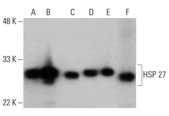 HSP 27 Antibody (F-4) | SCBT - Santa Cruz Biotechnology