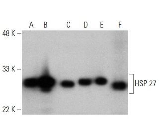 western blotting image from recommended HSP 27 (F-4) monoclonal antibody replacement. Image 384034