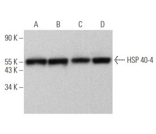 HSP 40-4 Antibody (KA2A5.6) - Western Blotting - Image 374518 
