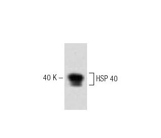 HSP 40 Antibody (5) - Western Blotting - Image 60189