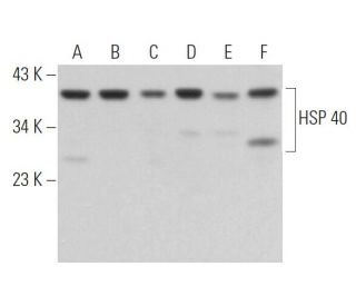 HSP 40 Antibody (B-3) - Western Blotting - Image 362325 
