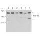 HSP 40 Antibody (B-3) - Western Blotting - Image 362325