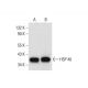 western blotting image from recommended HSP 40 (B-3) monoclonal antibody replacement. Image 308385