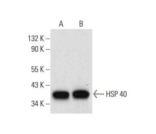 western blotting image from recommended HSP 40 (B-3) monoclonal antibody replacement. Image 308385