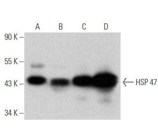 HSP 47 Antibody (E-1) - Western Blotting - Image 356347 