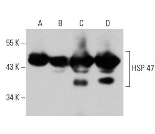 HSP 47 Antibody (E-4) - Western Blotting - Image 356342 