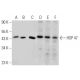 western blotting image from recommended HSP 47 (G-12) monoclonal antibody replacement. Image 356340