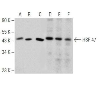 HSP 47 Antibody (G-12) - Western Blotting - Image 356340