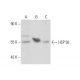 HSP 56 Antibody (329.1) - Western Blotting - Image 59660