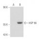 HSP 56 Antibody (329.1) - Western Blotting - Image 109753 