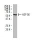 western blotting image from recommended HSP 56 (329.1) monoclonal antibody replacement. Image 34133