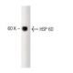 HSP 60 Antibody (24) - Western Blotting - Image 127482 