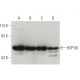 HSP 60 Antibody (24) - Western Blotting - Image 396401 