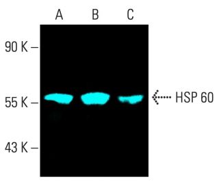 HSP 60 Antibody (B-9) - Western Blotting - Image 402175 