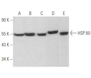 HSP 60 Antibody (H-1) - Western Blotting - Image 354581 