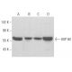 western blotting image from recommended HSP 60 (LK1) monoclonal antibody replacement. Image 353947